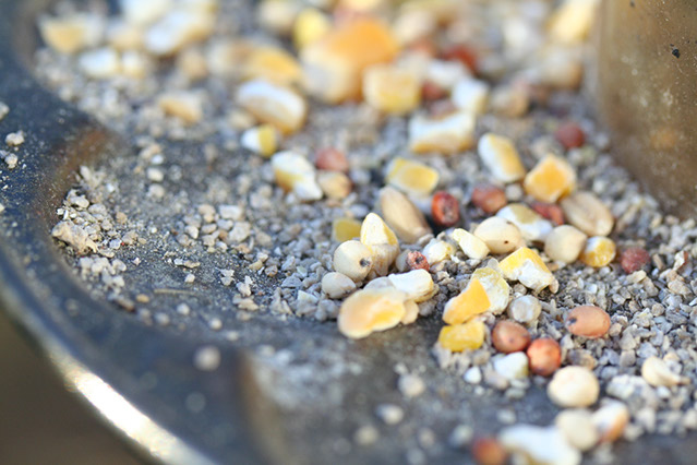 Birdseed in a bird feeder.