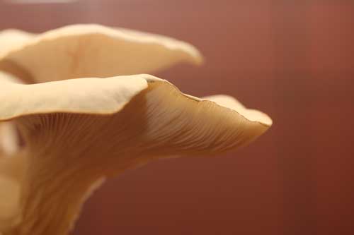 Mushrooms growing in our kitchen