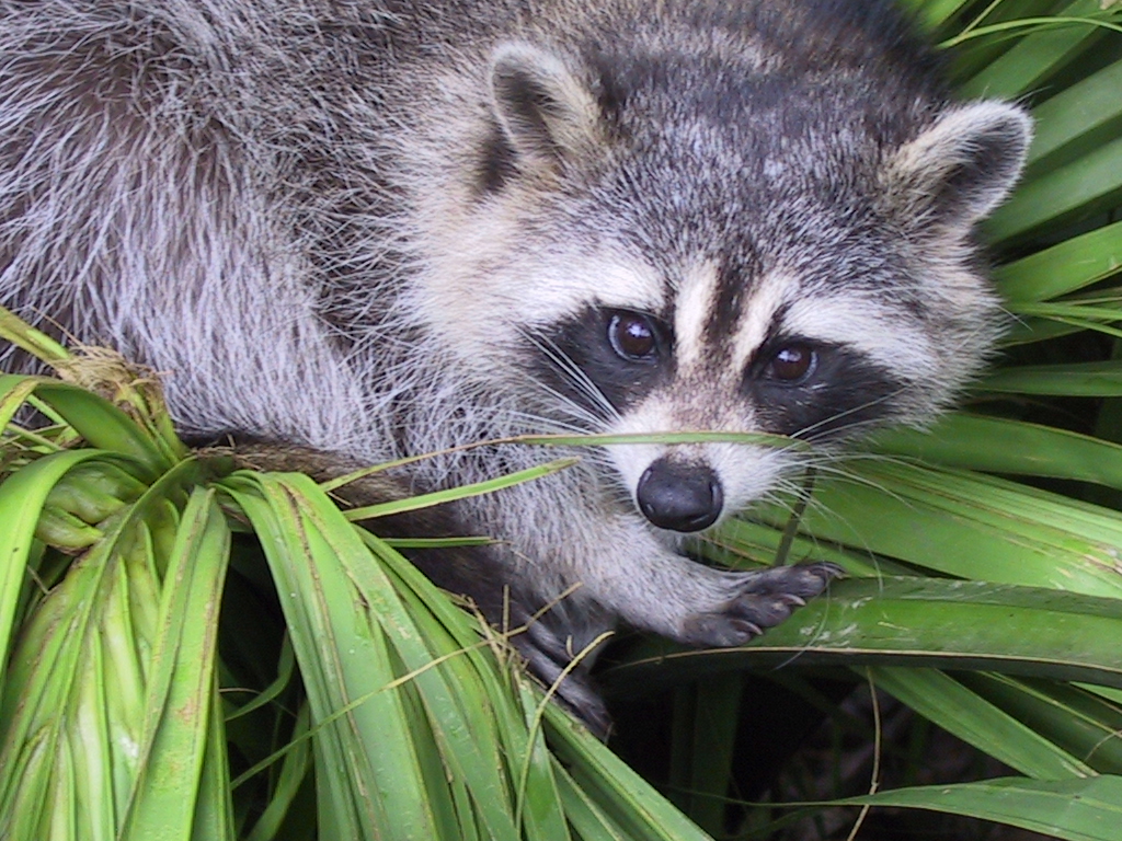 Photo of a racoon