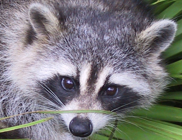 Photo of a racoon's face