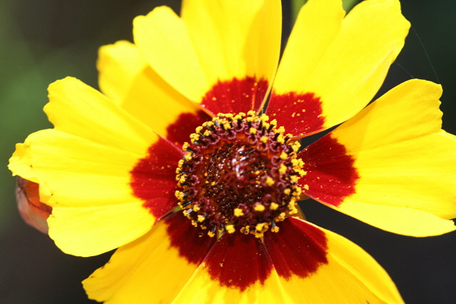 Flower with yellow petals and red center