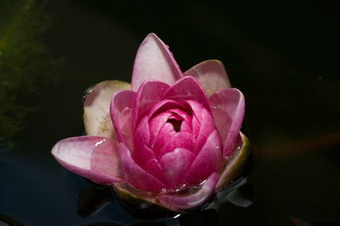 water lilly in pond
